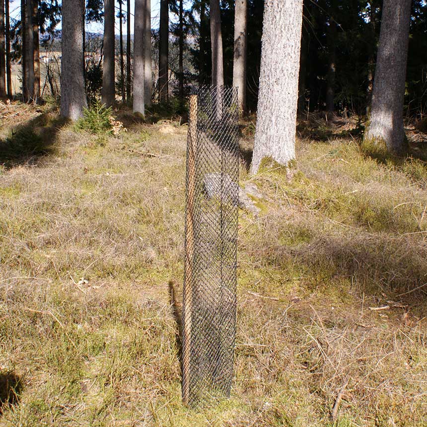 121721_Rauten-Freiwuchs-300-econom